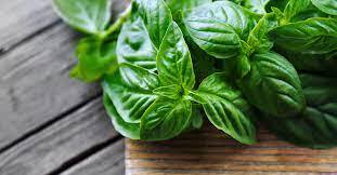 Benefits of basil for hair