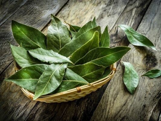 Bay Leaves Health and Beauty Benefits