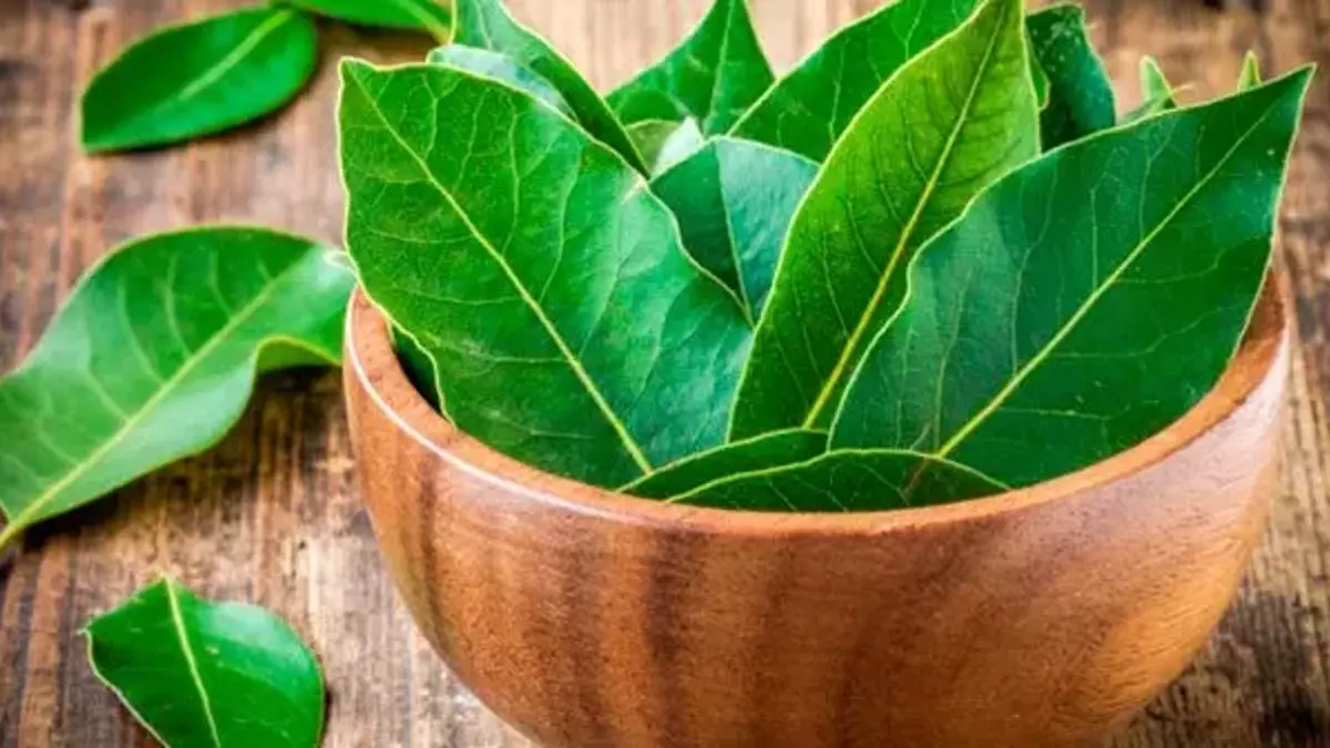 Bay Leaves Health and Beauty Benefits